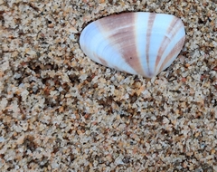 Latona cuneata
