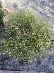 Alternanthera filifolia