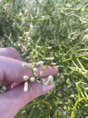 Alternanthera filifolia