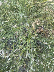 Alternanthera filifolia