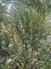 Alternanthera filifolia