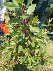 Escallonia paniculata