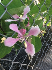Bauhinia monandra
