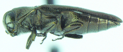 Agrilus pectoralis