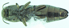 Agrilus pectoralis