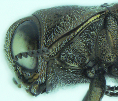 Agrilus pectoralis