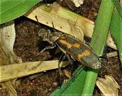 Hycleus burmeisteri