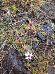 Micranthes stellaris