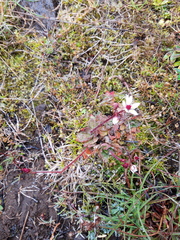 Micranthes stellaris