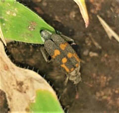 Hycleus burmeisteri