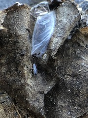 Collembola