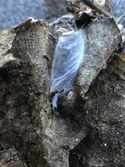 Collembola