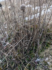 Globularia trichosantha