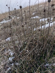 Globularia trichosantha