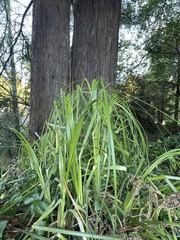 Anthoxanthum occidentale