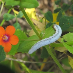 Monostegia