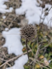 Globularia trichosantha