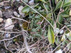 Helianthemum oelandicum orientale