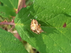 Araneus diadematus