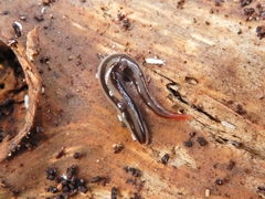 Australopacifica alfordensis
