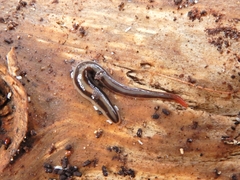 Australopacifica alfordensis