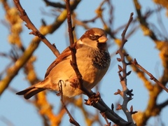 Passer domesticus