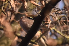 Fringilla coelebs