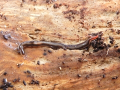 Australopacifica alfordensis
