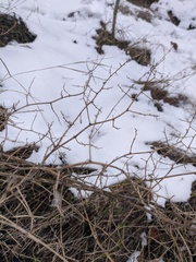 Asparagus verticillatus