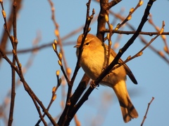Phylloscopus collybita