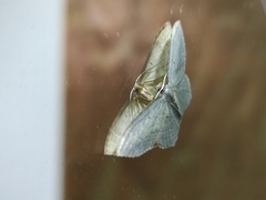 Lepidoptera