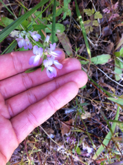 Collinsia concolor