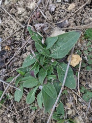 Silene latifolia alba