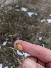 Silene latifolia alba
