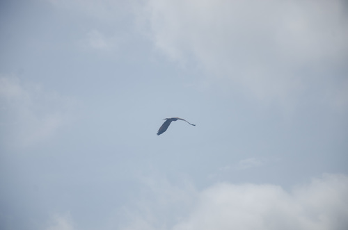 Black Kite