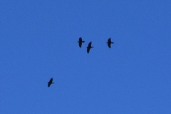 Pyrrhocorax graculus