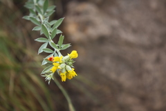 Pearsonia aristata