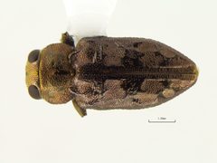Chrysobothris speculifer