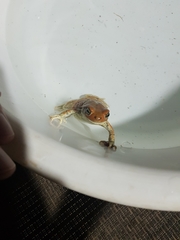 Schismaderma carens