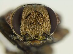 Chrysobothris speculifer