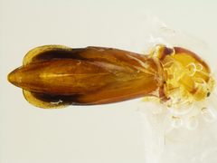 Chrysobothris speculifer