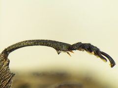 Chrysobothris speculifer