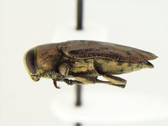 Chrysobothris speculifer