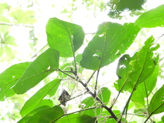 Acalypha macrostachya