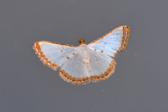 Leuciris institata