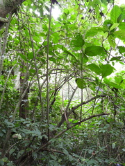 Acalypha macrostachya