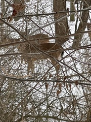 Odocoileus virginianus