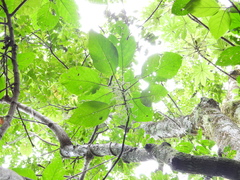 Acalypha macrostachya