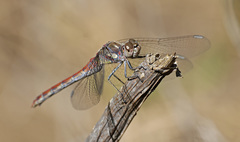 Sympetrum nigrifemur