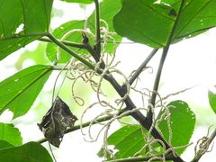 Acalypha macrostachya